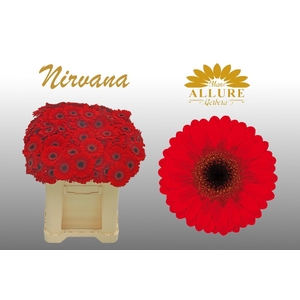 Gerbera mini 'Nirvana' fust 555