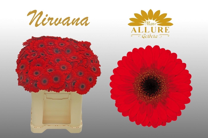 <h4>Gerbera mini 'Nirvana' fust 555</h4>