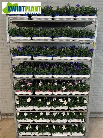 Platyco Mixk 1 Klr Per Tray