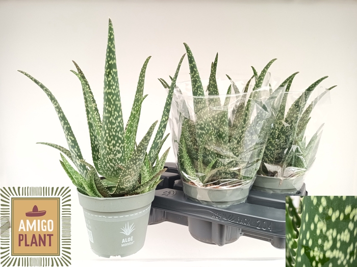 <h4>ALOE VERA</h4>