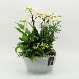 Arr.  Phalaenopsis  H%