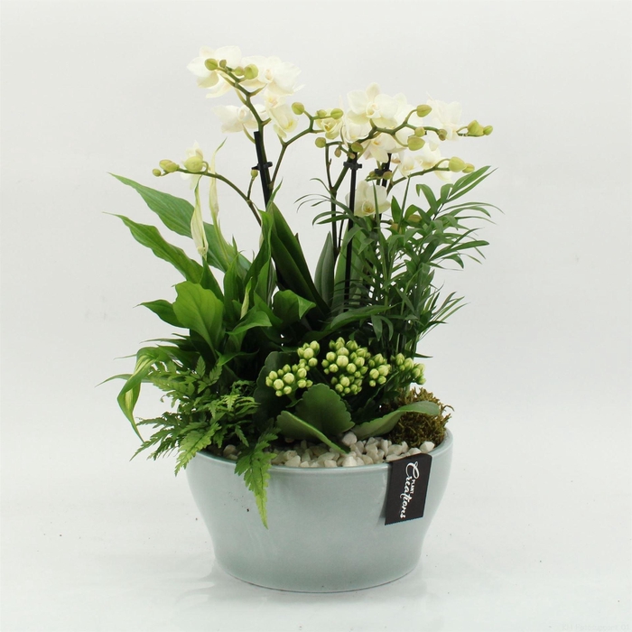 <h4>Arr.  Phalaenopsis  H%</h4>