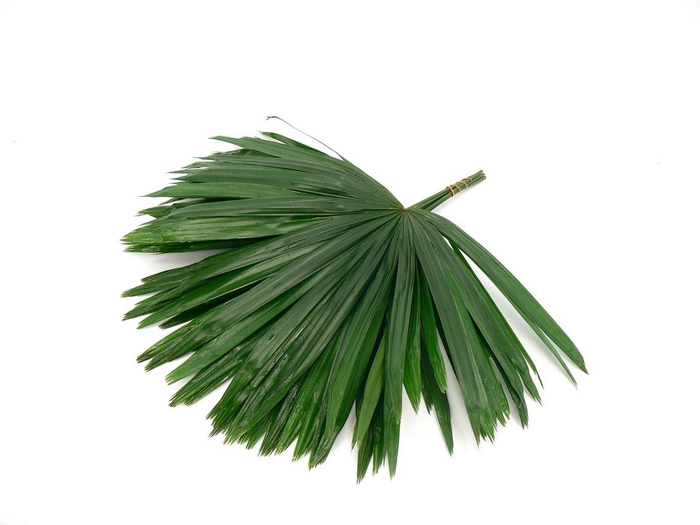 <h4>Raphis Aanbieding</h4>