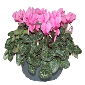 Cyclamen Super Serie Roze Schaal 19 cm