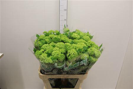 <h4>Viburnum Roseum St</h4>