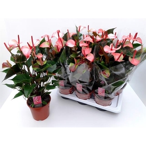 Anthurium Princess Amalia Hot Lips 17Ø 60cm 7fl