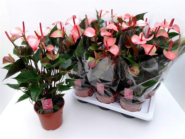 Anthurium Princess Amalia Hot Lips 17Ø 60cm 7fl