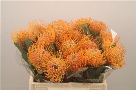 <h4>Leuco Co Soleil X20</h4>