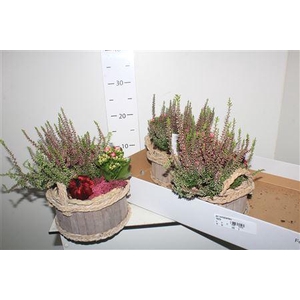 Arr Tuinplanten