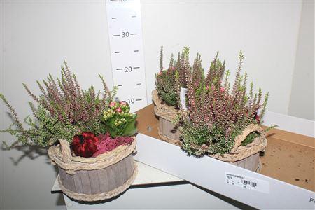 <h4>Arr Tuinplanten</h4>