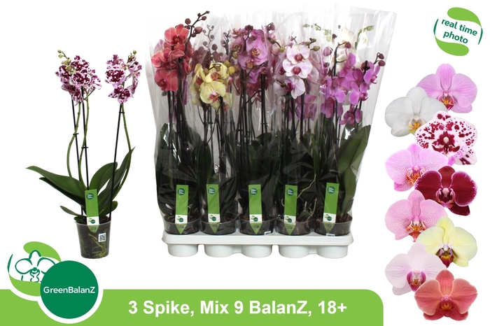 <h4>PHAL GEM 9 KL</h4>