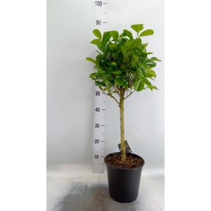 Ficus microcarpa 'Moclame'