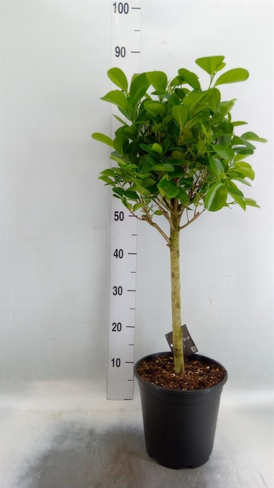 <h4>Ficus microcarpa 'Moclame'</h4>