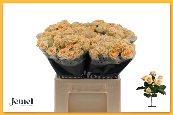 <h4>R TR TRINITY Water</h4>