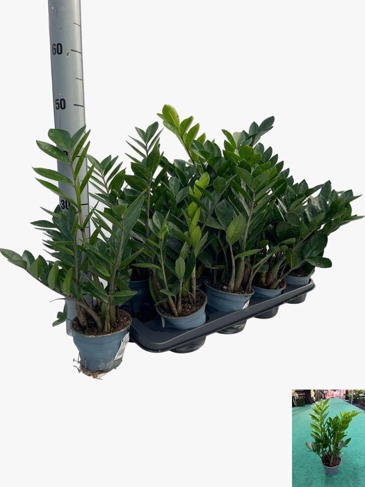 <h4>ZAMIO ZAMIIFOLIA</h4>