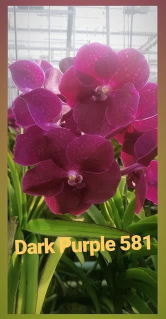 <h4>Vanda dark purple 581</h4>