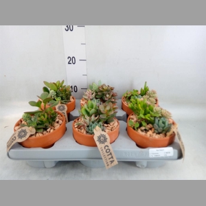 Arr.  Succulents L%