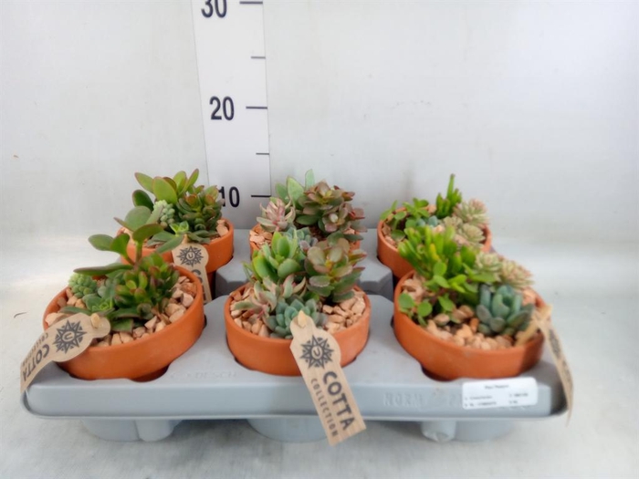 <h4>Arr.  Succulents L%</h4>