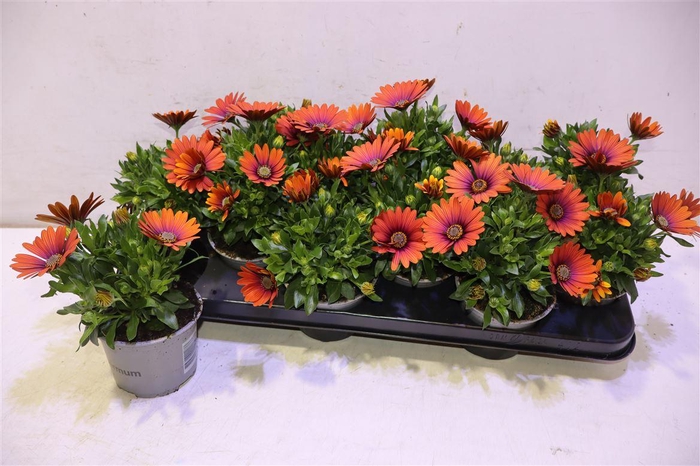 <h4>Osteo Fp Pink Sun</h4>