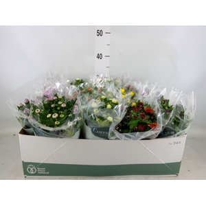 Chrysanthemum   ..mix 7