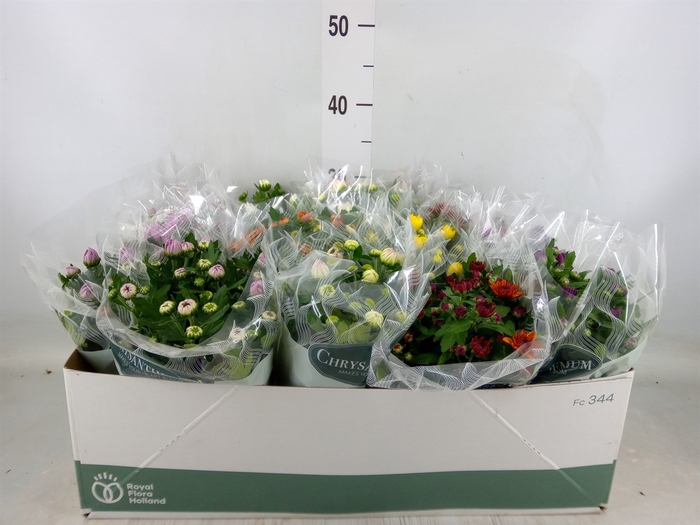 <h4>Chrysanthemum   ..mix 7</h4>