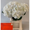 Hydrangea schneeball