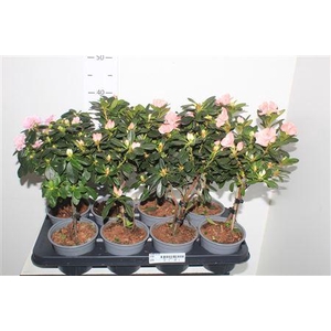 Rhodo Si Ov Stam