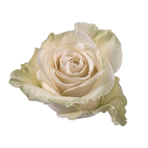 ROSA MONDIAL