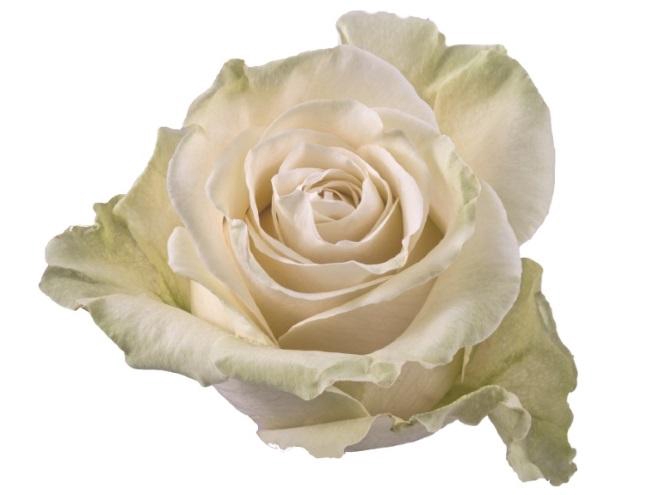 <h4>ROSA MONDIAL</h4>