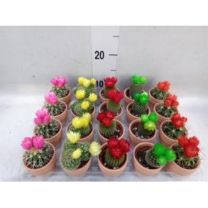 Cactus   ...decorated