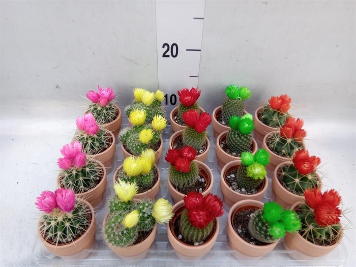 <h4>Cactus   ...decorated</h4>