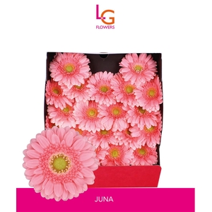 Germini Juna Diamond
