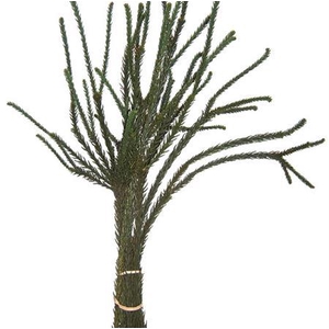 Co Crypto Japonica Ballerina