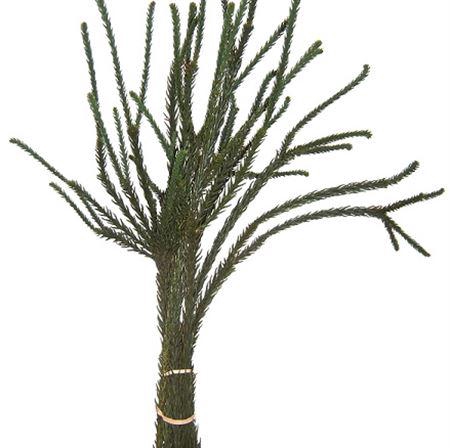 <h4>Co Crypto Japonica Ballerina</h4>