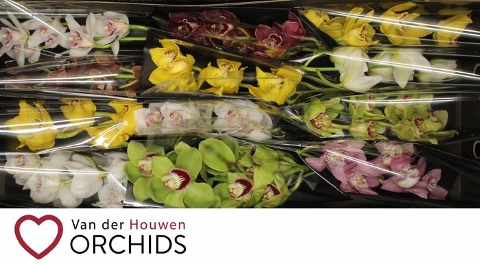 <h4>Gemengd 50 cm.</h4>