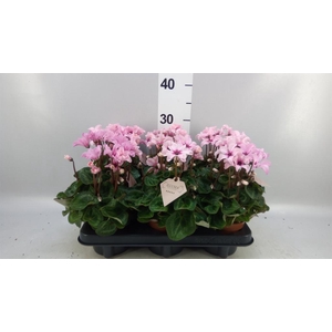 Cyclamen KL 'Illusia'