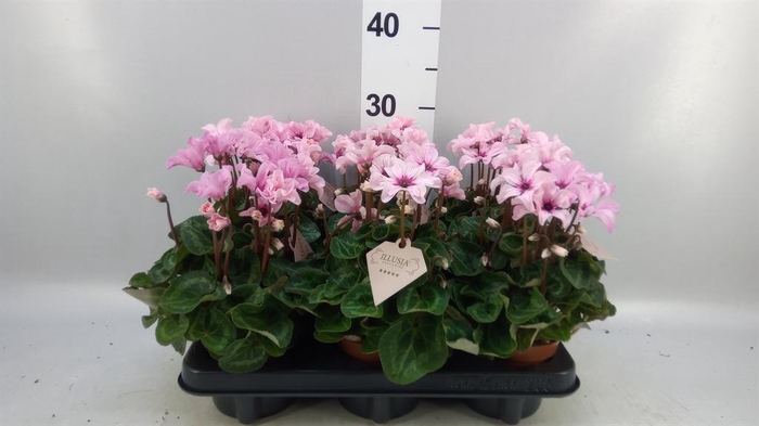 <h4>Cyclamen KL 'Illusia'</h4>