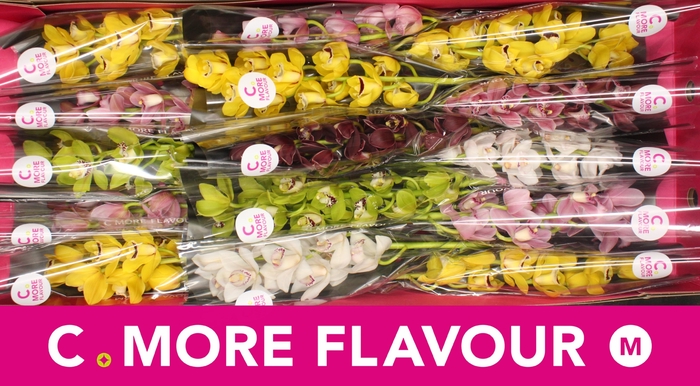 <h4>CYMB MI GEM</h4>