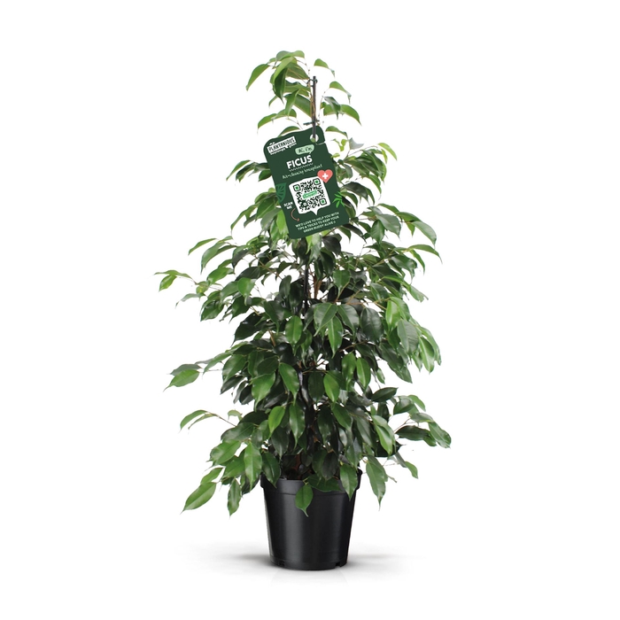 <h4>Ficus benja. 'Danielle'</h4>