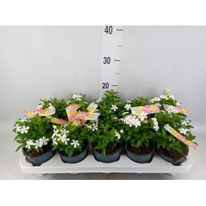 Catharanthus ros. 'Soiree White'