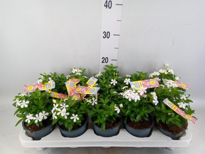 <h4>Catharanthus ros. 'Soiree White'</h4>