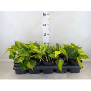 Philodendron scand. 'Brasil'