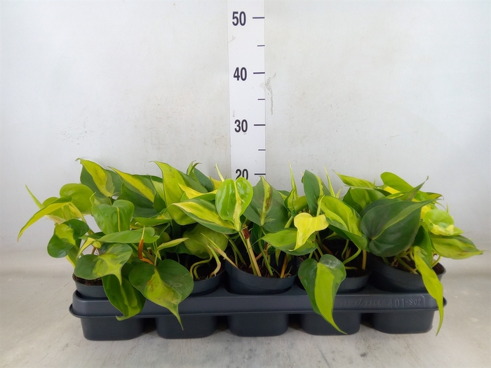 <h4>Philodendron scand. 'Brasil'</h4>