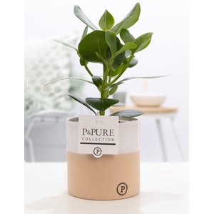Clusia Rosea Princess in P&PURE Rosy ceramics