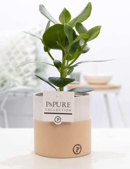 <h4>Clusia Rosea Princess Keramiek Rosy</h4>