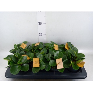 Peperomia obt. 'Red Canyon'