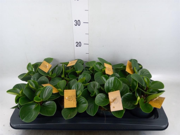 <h4>Peperomia obt. 'Red Canyon'</h4>