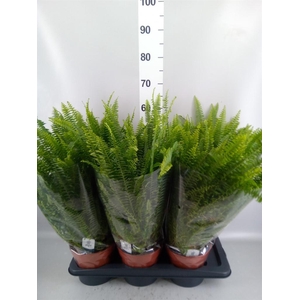 Nephrolepis exal. 'Green Lady'