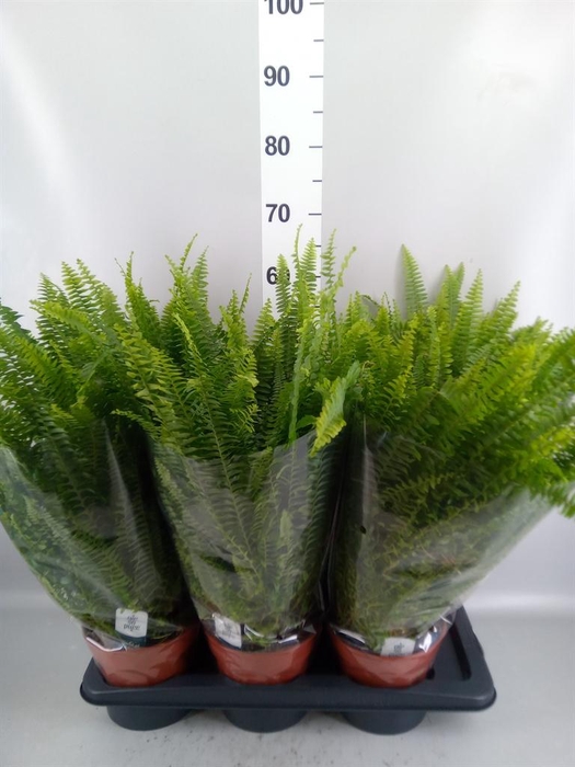 <h4>Nephrolepis exal. 'Green Lady'</h4>