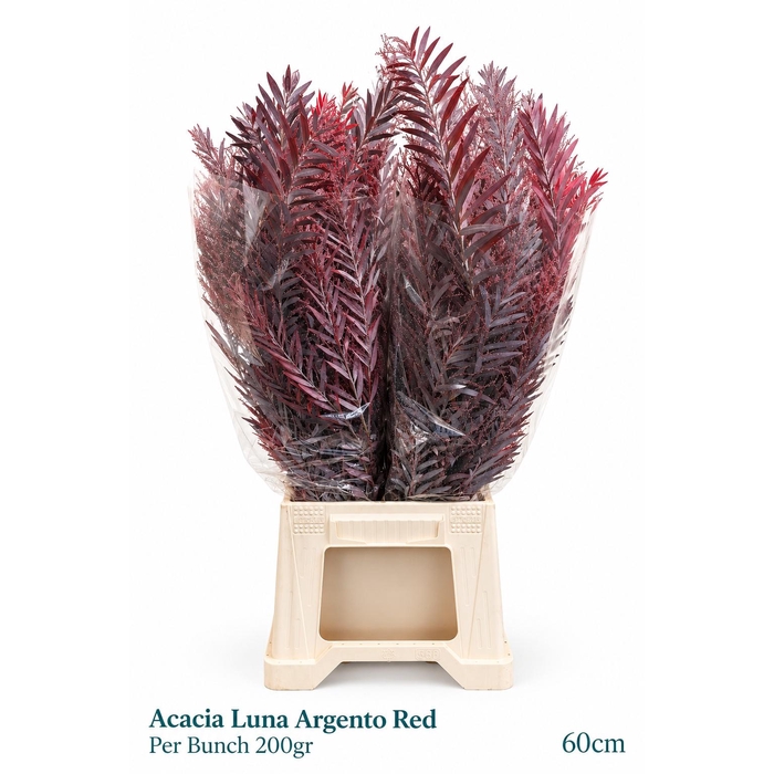<h4>Acacia Baileya Bl Bs</h4>